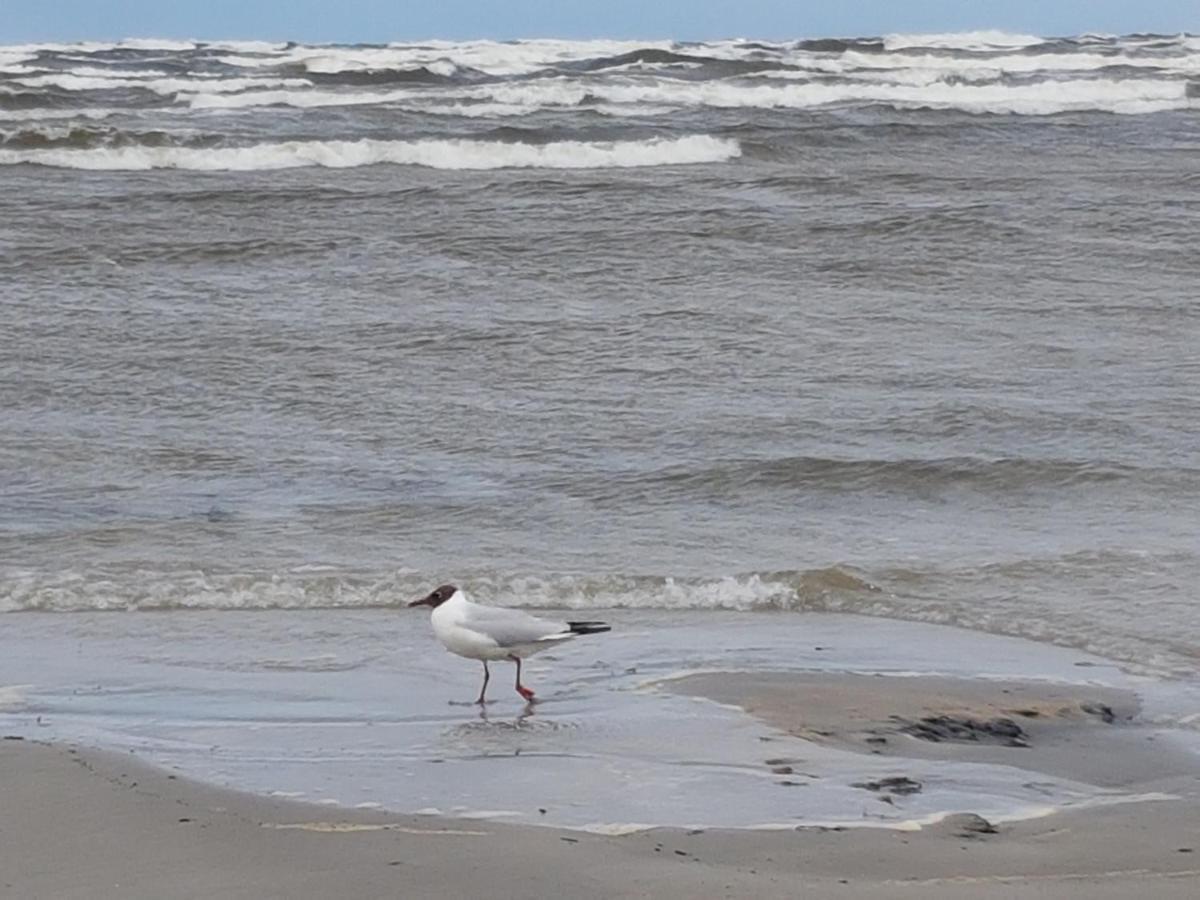 Small Pini & Holiday home Jurmala